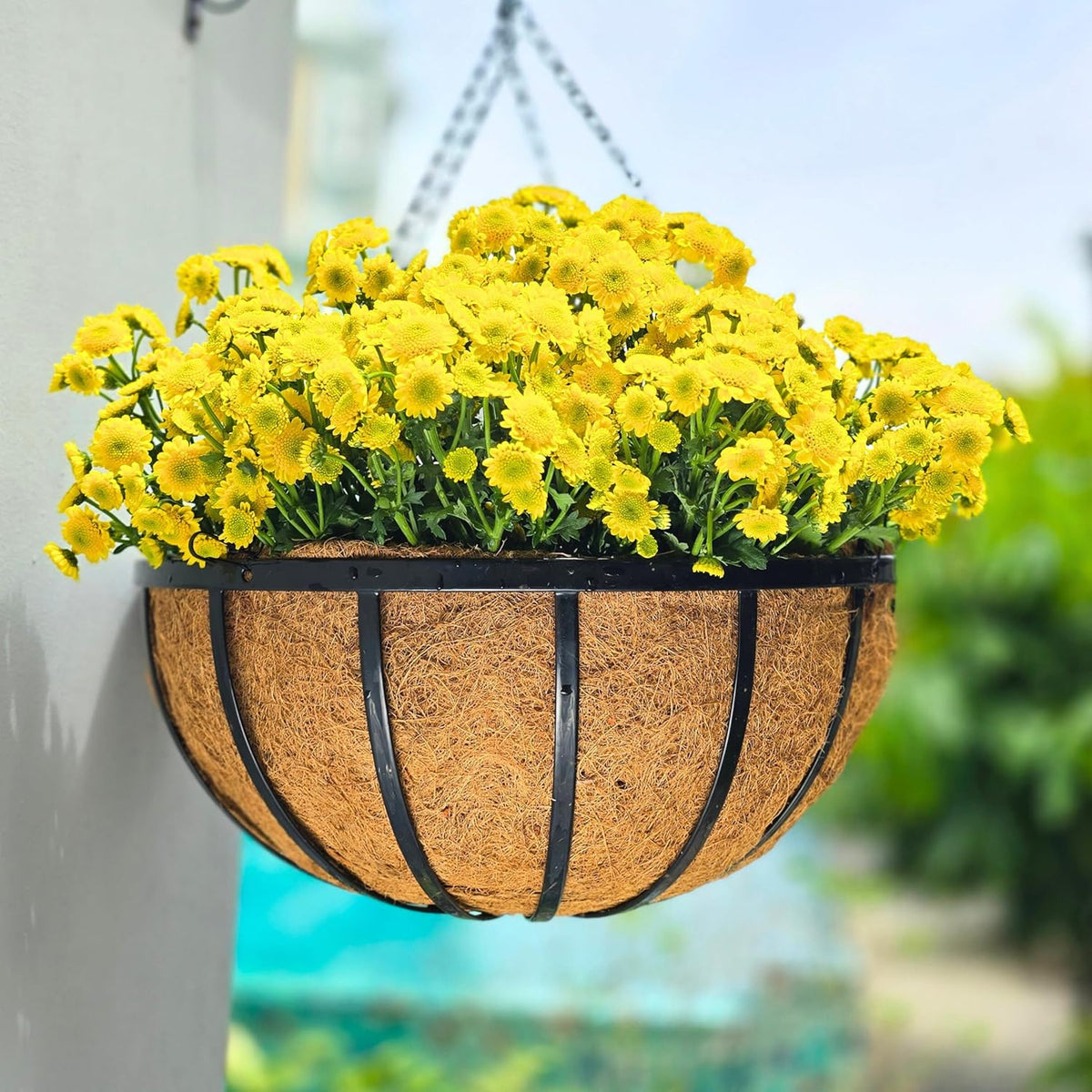 LaLaGreen Iron Hanging Baskets with Coco Liners (Flat Iron)