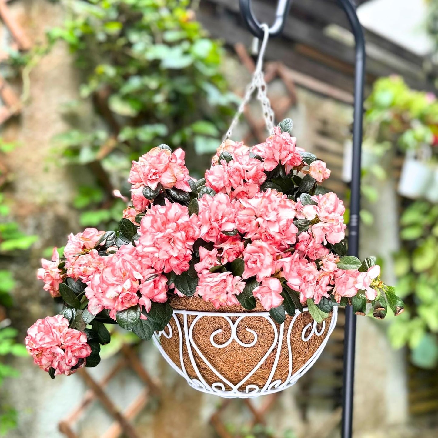 LaLaGreen Hanging Baskets for Plants (4 Pack, 14 Inch) Hanging Flower Pots with Coco Liner, White Metal Wire Round Basket Plant Holder with Hanger Hook Chain Outdoor Deck Patio Balcony Garden Decor