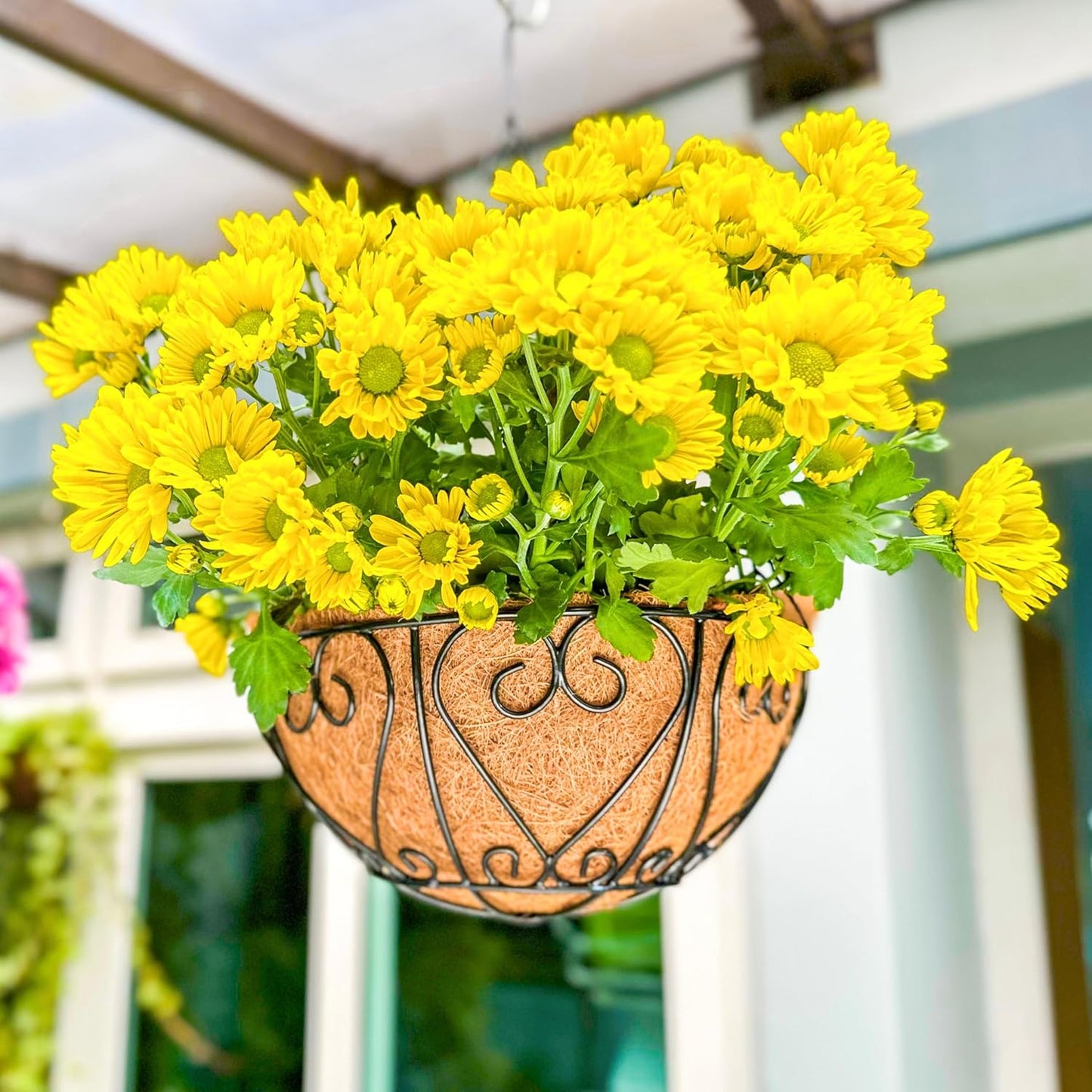 LaLaGreen Hanging Baskets for Plants (6 Pack, 16 Inch) Extra Large Hanging Flower Pot with Coco Liner Black Metal Wire Round Plants Holder with Hanger Hook Chain Outdoor Porch Patio Deck Balcony Decor