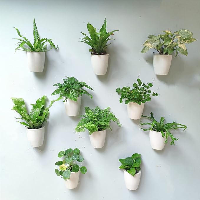 Space-Saving Indoor Wall Planter