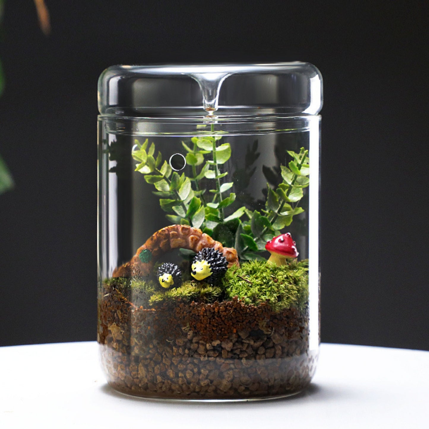 LaLaGreen Indoor Planter (6x6 Inch) Succulent Plants for Small Glass Terrarium Jar with Lid, Tabletop Decoration Reptile Cactus Mini Fern Fairy Moss Container Pot Kitchen Office Home Garden Decor