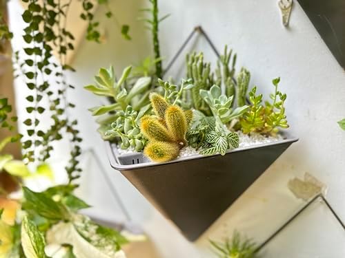 LaLaGreen Wall Planters for Indoor Plants - 2 Pack, 12 Inch Large Self Watering Black Geometric Hanging Flower Vase Vessel with Metal Hanger, Modern Stylish Wall Mounted Succulent Pot Holder Decor