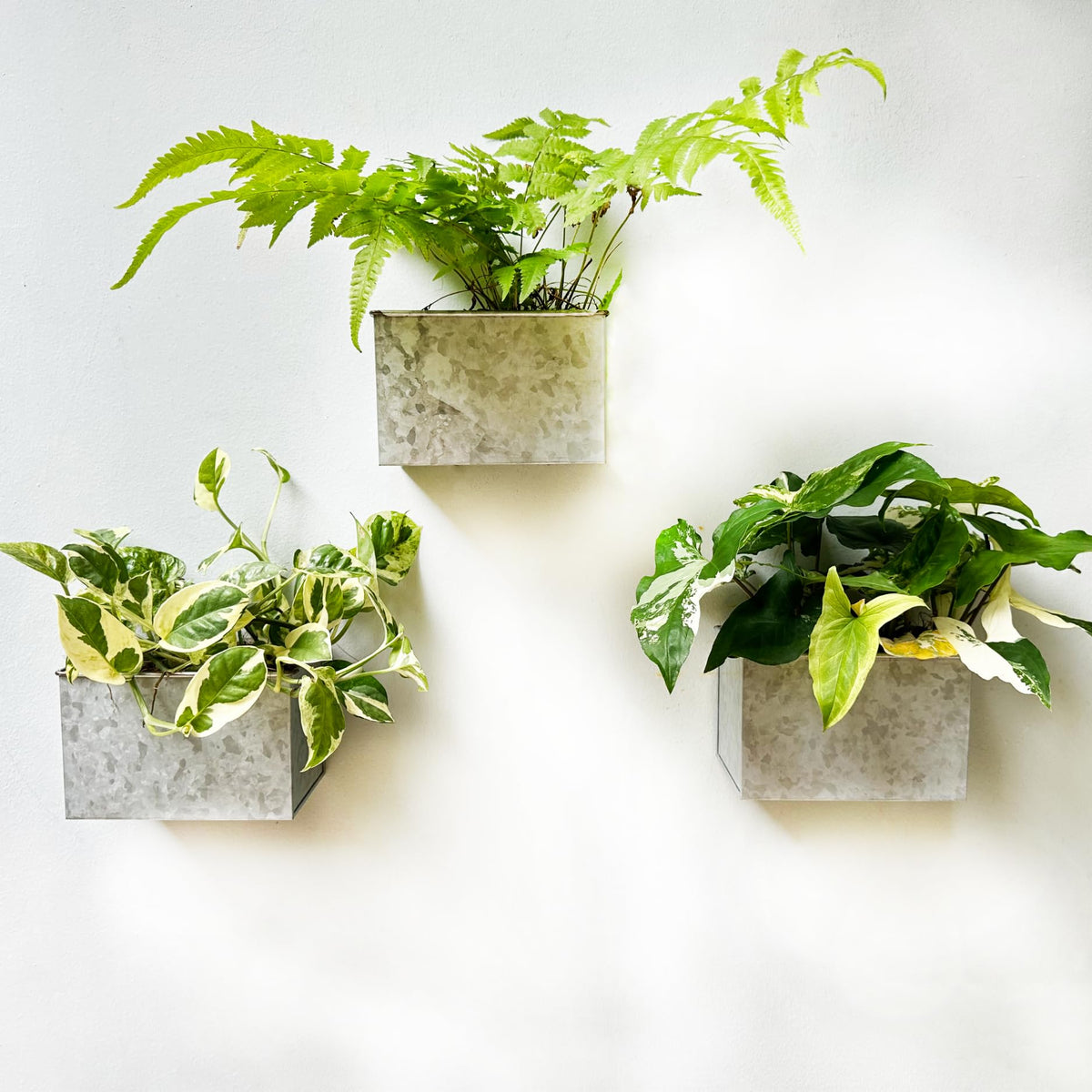 LaLaGreen Metal Wall-Mount Planter Pots