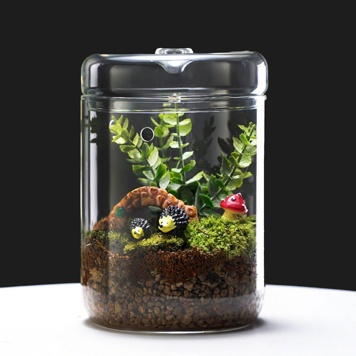 Versatile Glass Terrarium Jar with Lid for Succulents, Reptiles, and Fairy Gardens