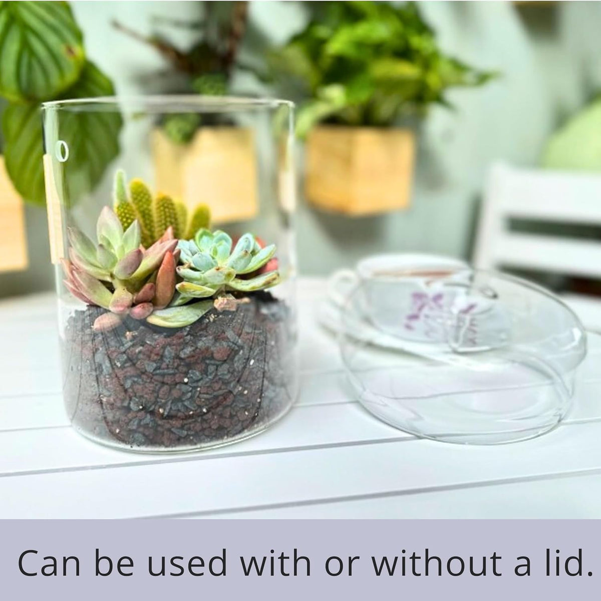 Versatile Glass Terrarium Jar with Lid for Succulents, Reptiles, and Fairy Gardens