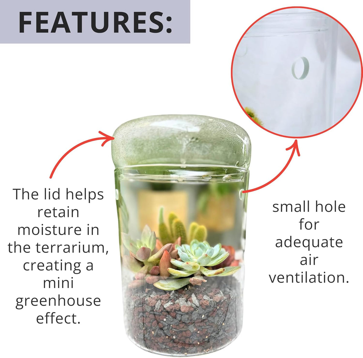 Versatile Glass Terrarium Jar with Lid for Succulents, Reptiles, and Fairy Gardens