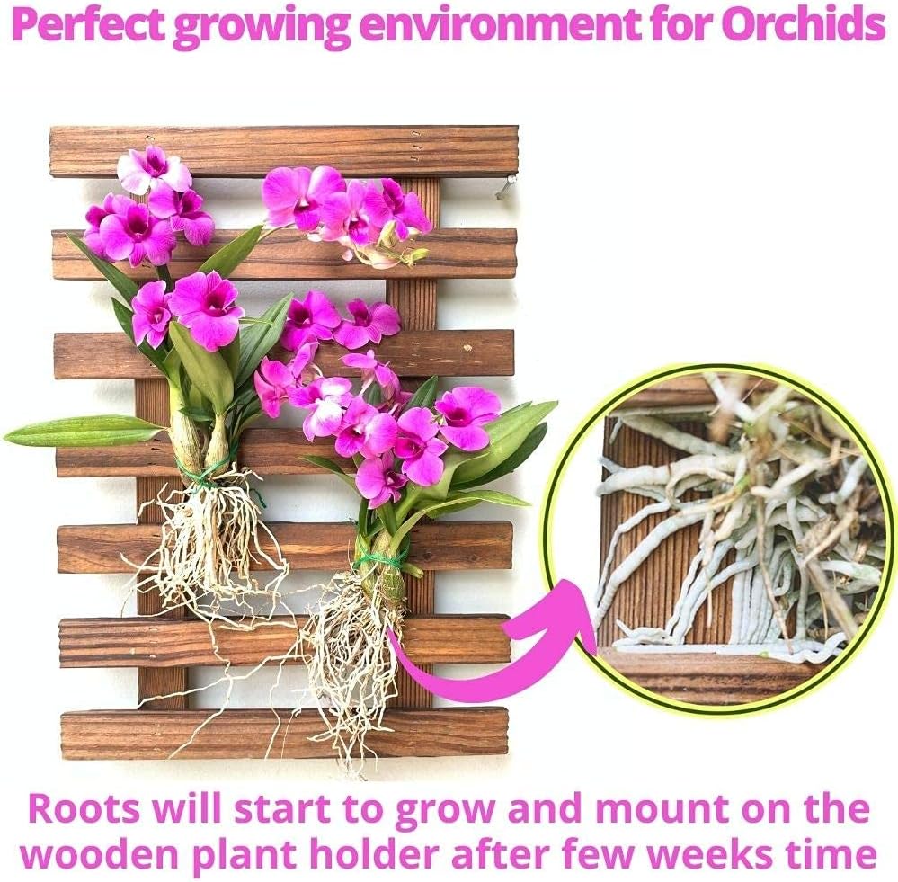 ShopLaLa Wall Planter – Wooden Air Plant Succulent Holder Hanger Indoor Outdoor, Live Orchid Wall Wood Display Frame Vertical Garden Balcony Deck Bathroom Macetas para Plantas De Aire 15.7" (40cm)