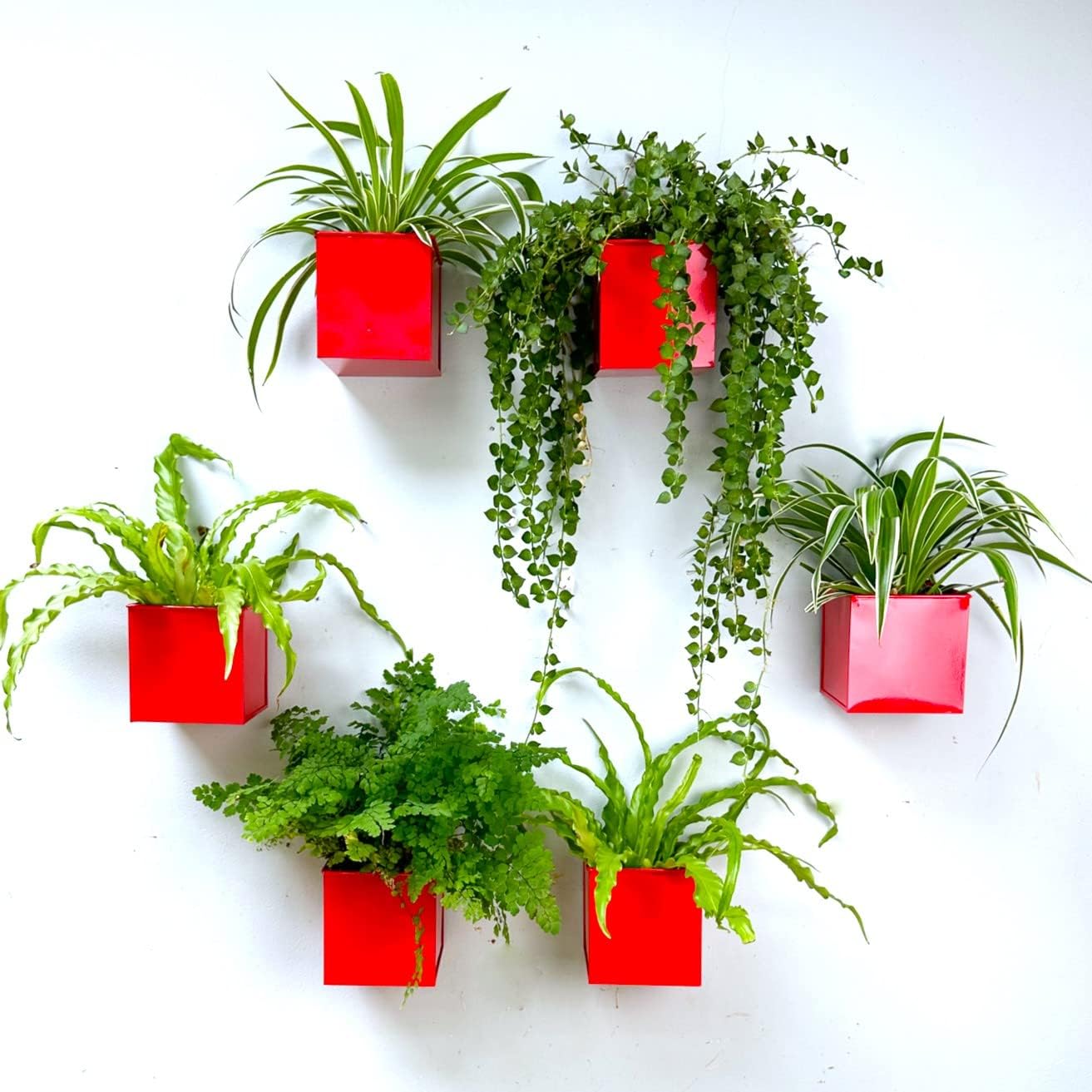 LaLaGreen Wall Planter - 6 Pack, 4 Inch Square Red Metal Wall Planter for Indoor Plants, Small Wall Mounted Christmas Decoration Flower Pots Outdoor Herb Garden, Balcony Railings Buckets Fence Porch
