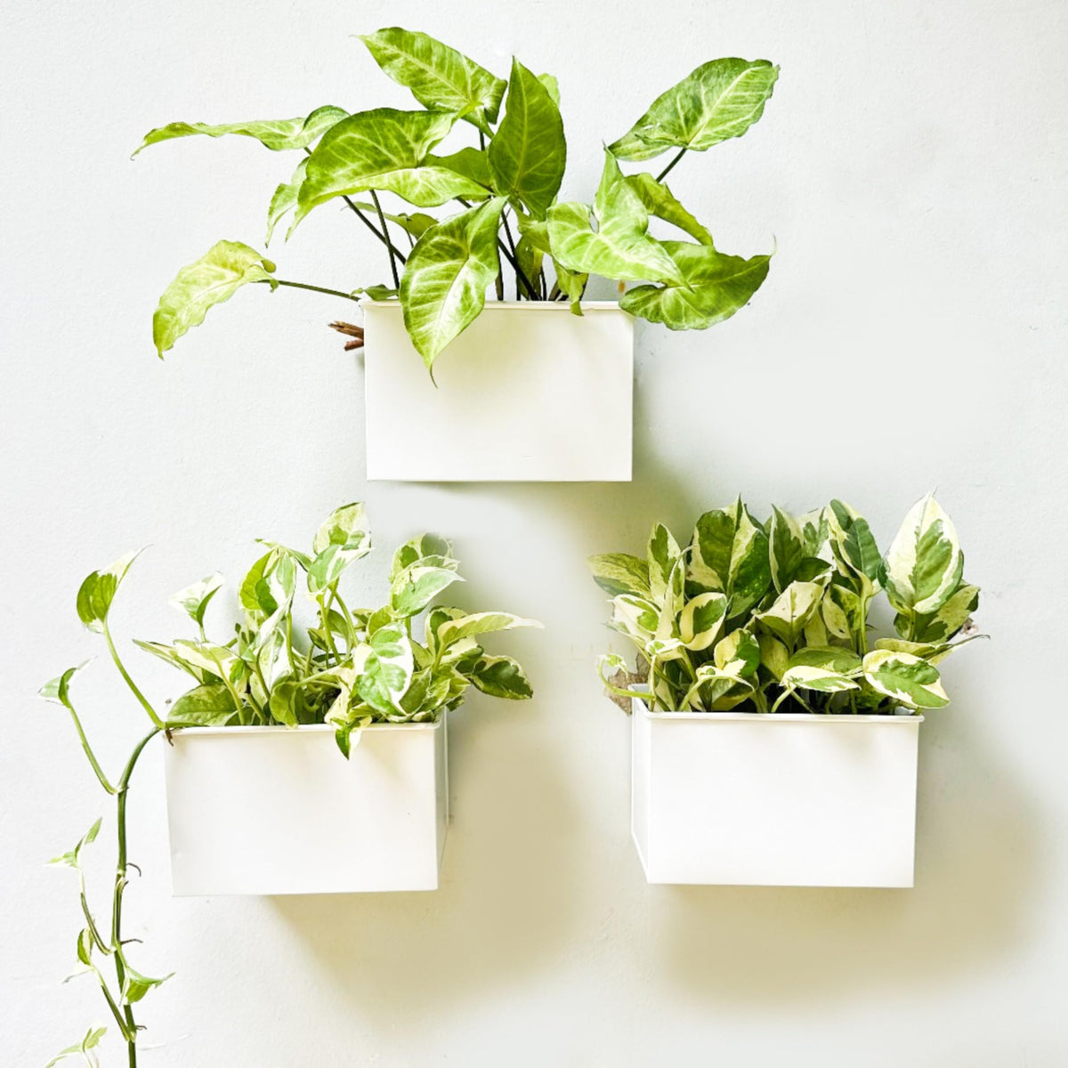 LaLaGreen Metal Wall-Mount Planter Pots