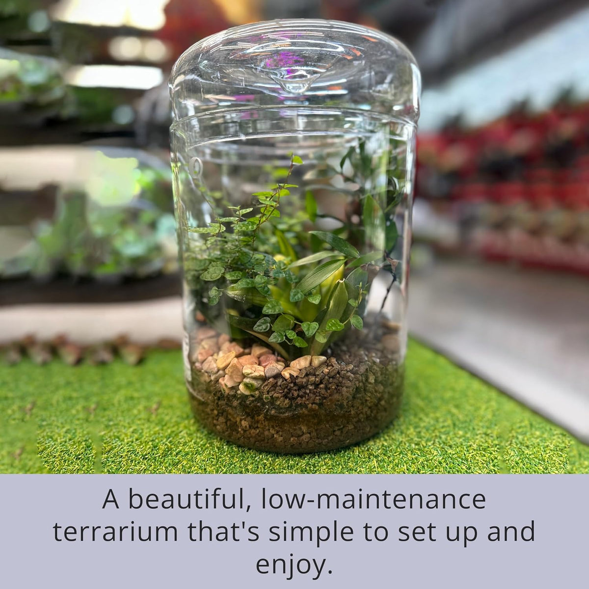 Versatile Glass Terrarium Jar with Lid for Succulents, Reptiles, and Fairy Gardens