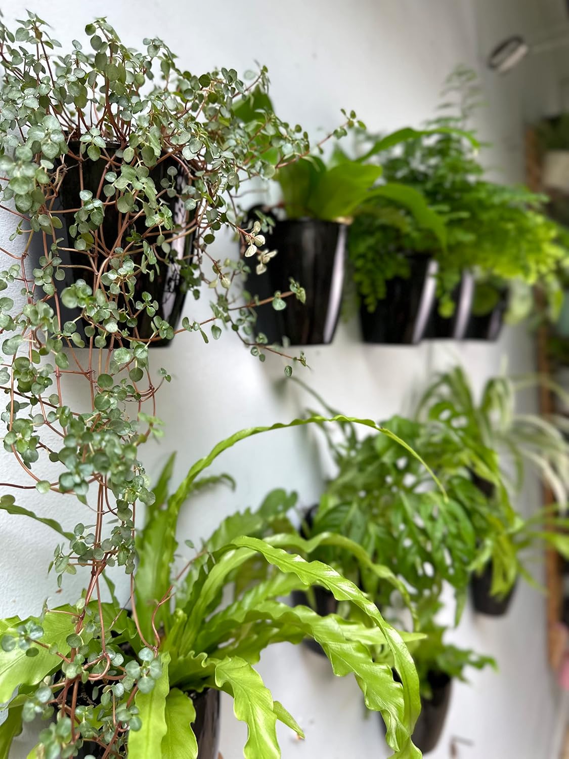 LaLaGreen Wall Planters for Indoor Plants - 10 Pack, 5 Inch Black Self Watering Wall Planter, Eco Wall Mounted Planters System Living Hanging Wall Pots Holder Trendy Live Wall Garden Indoor for Herb