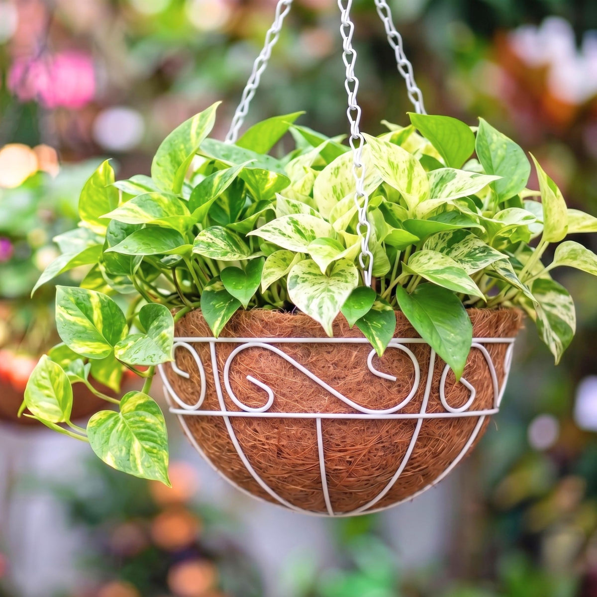 LaLaGreen Hanging Planter (20 in, 4 Pack) White Wire Basket Planters