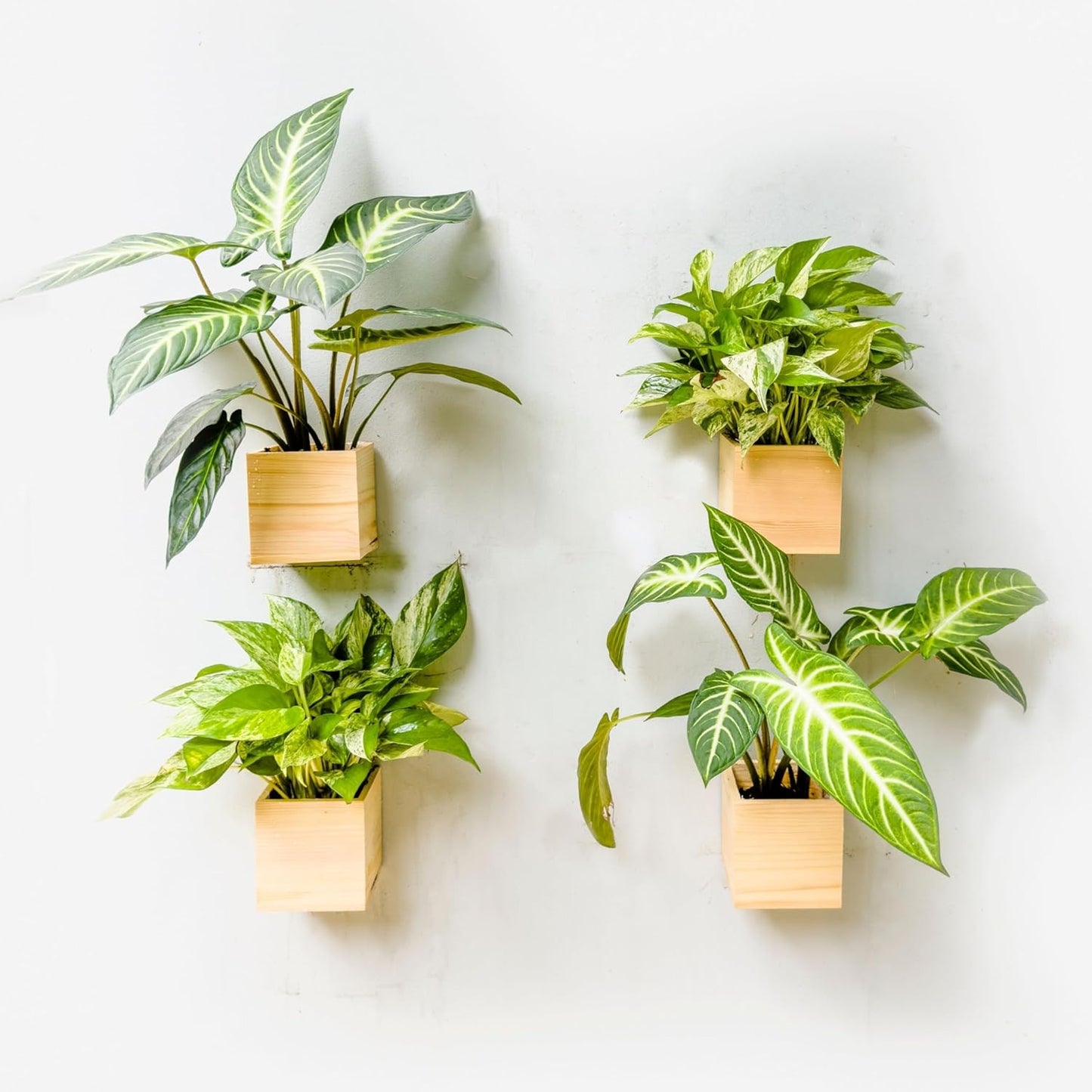 LaLaGreen Wooden Planter Box for Plants (2 Pack, 4x4 Inch) Small Square Wall Planters for Indoor Plant, Natural Wood Hanging Flower Pot Boxes Table Centerpiece Herb Balcony Home Garden Office Decor