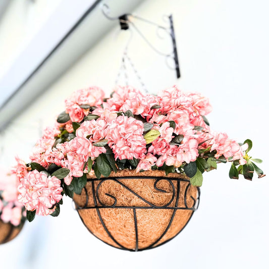 LaLaGreen Hanging Planter for Outdoor Plants (16 Inch, 6 Pack) Hanging Baskets with Coco Liner, Black Metal Wire Flower Basket Pots with Hook Hanger Balcony Porch Farmhouse Country Style Garden Decor