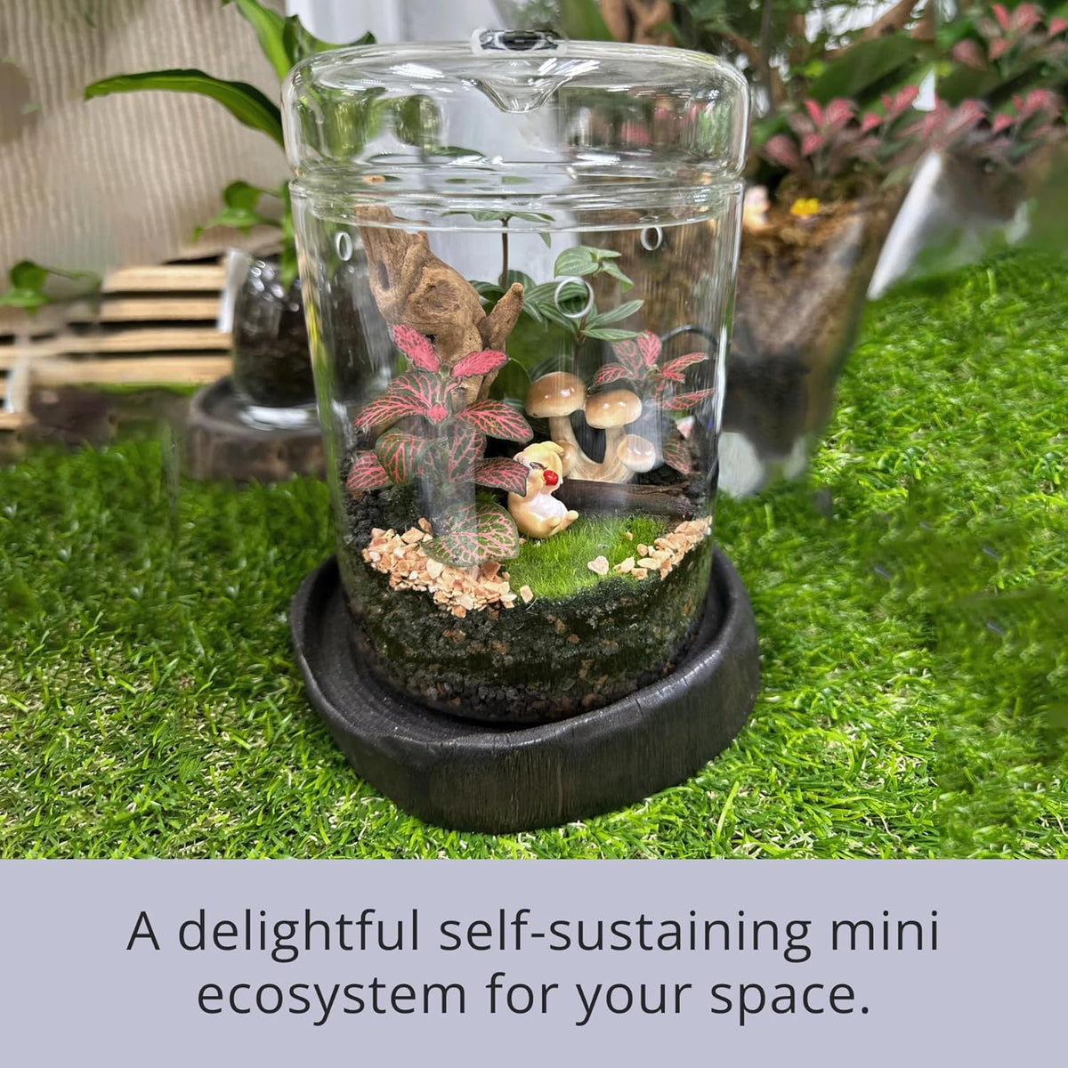 Versatile Glass Terrarium Jar with Lid for Succulents, Reptiles, and Fairy Gardens