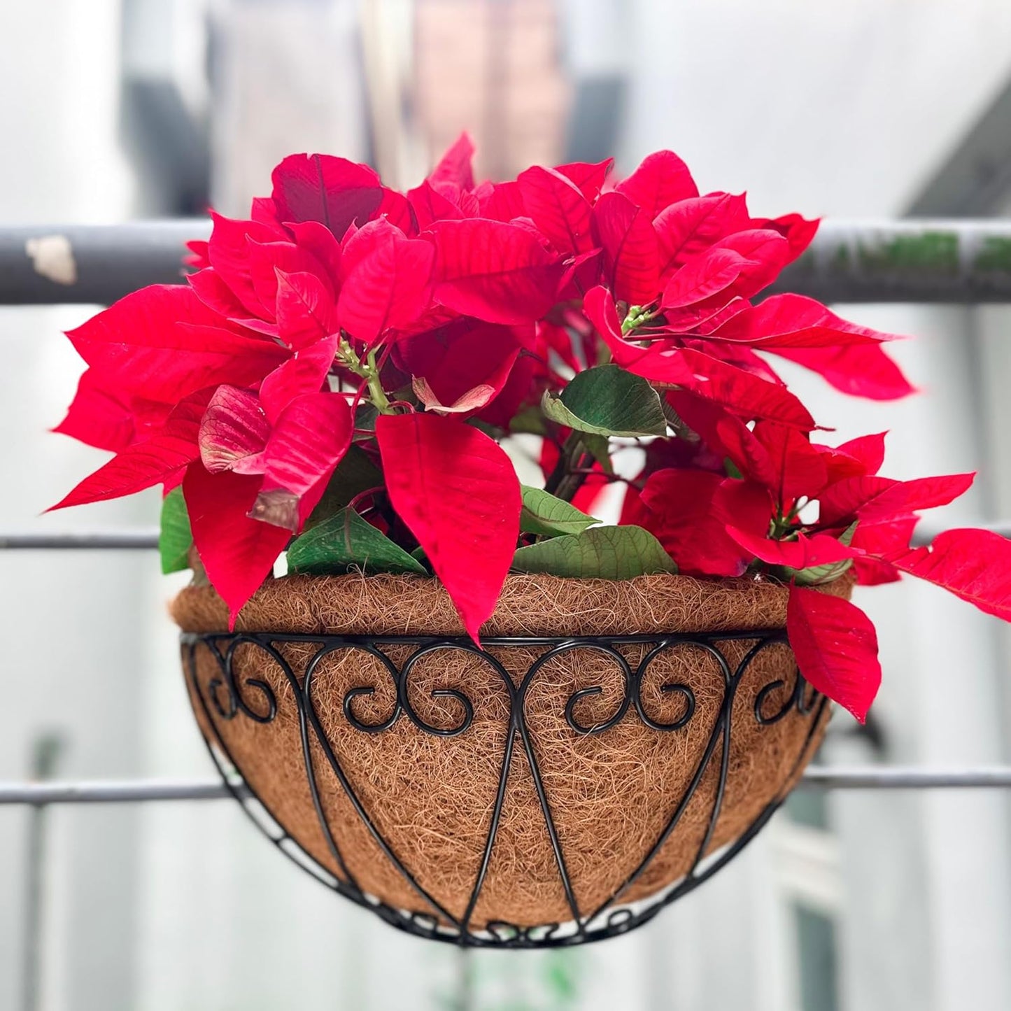 LaLaGreen Outdoor Wall Planters (2 Pack, 14 Inch) Black Metal Wall Mounted Hanging Basket with Coco Liner, Semi-Circle Flower Pot Plant Holder for Fence Railing Deck Porch Balcony French Garden Decor