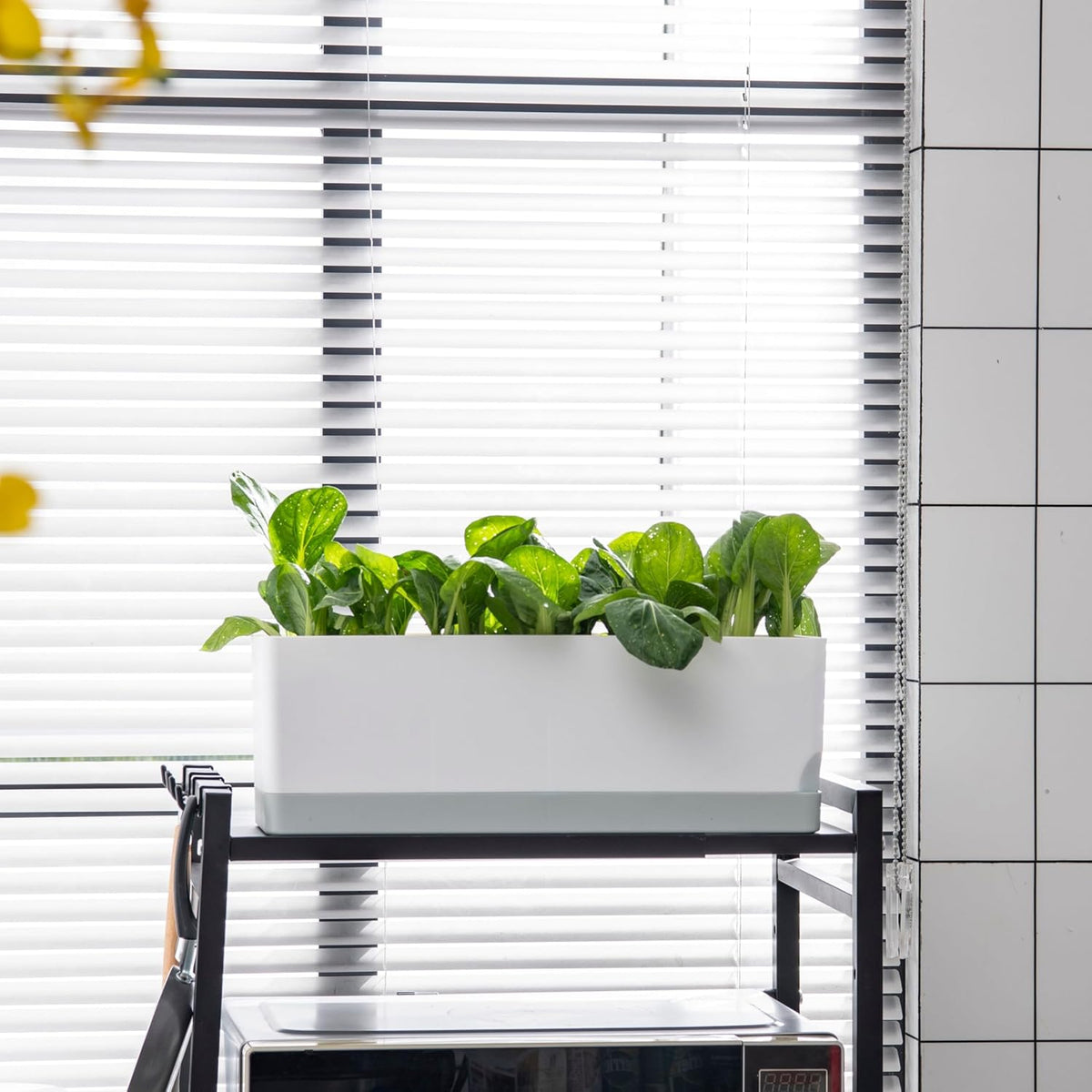LaLaGreen Mixed-Size Self-Watering Planter Box Set