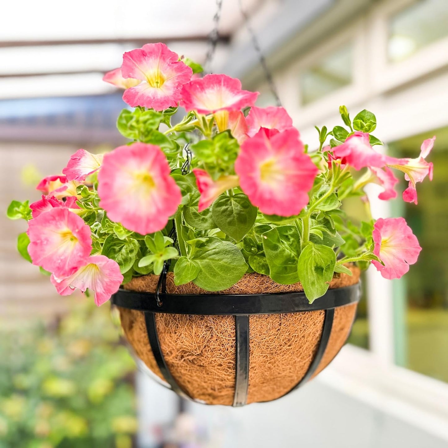 LaLaGreen Outdoor Hanging Baskets for Plants (6 Pack, 10 Inch) Small and Cute Wire Hanging Planters with Coco Liner, Black Metal Flat Iron Flower Pots for Deck Porch Patio Garden Balcony Outside Decor