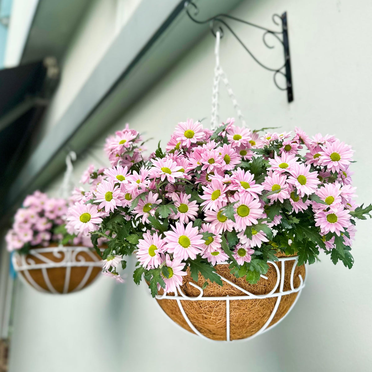 LaLaGreen Coco Hanging Planter (10 in, 2 Pack) White Metal Wire Flower Pots