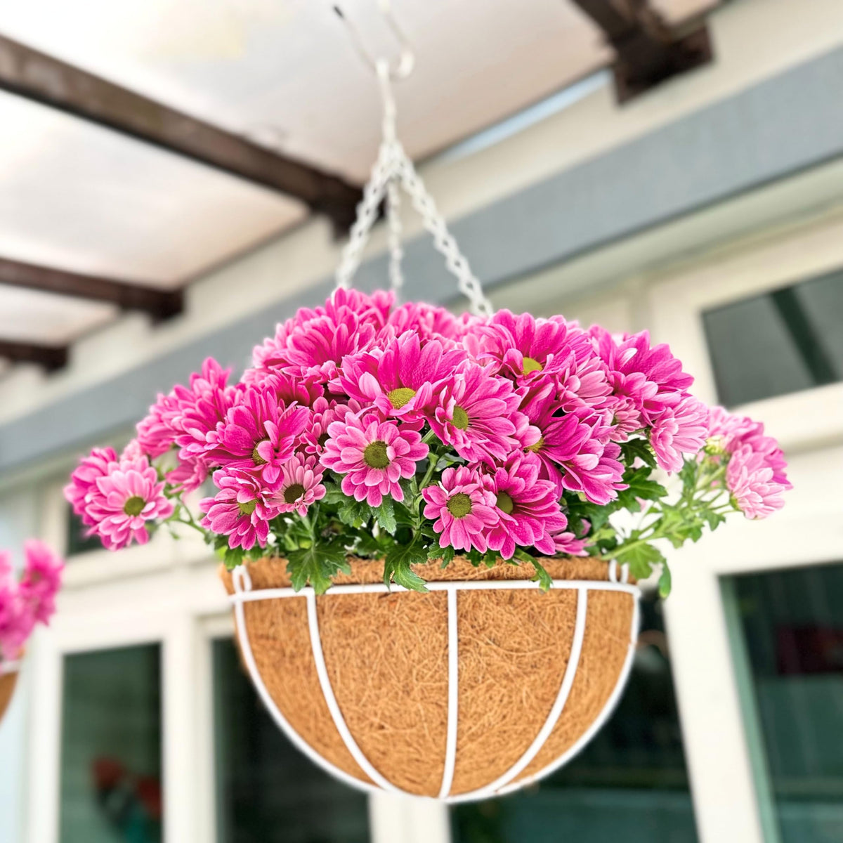 LaLaGreen Coco Hanging Baskets (10 in, 2 Pack) White Metal Liner Planters