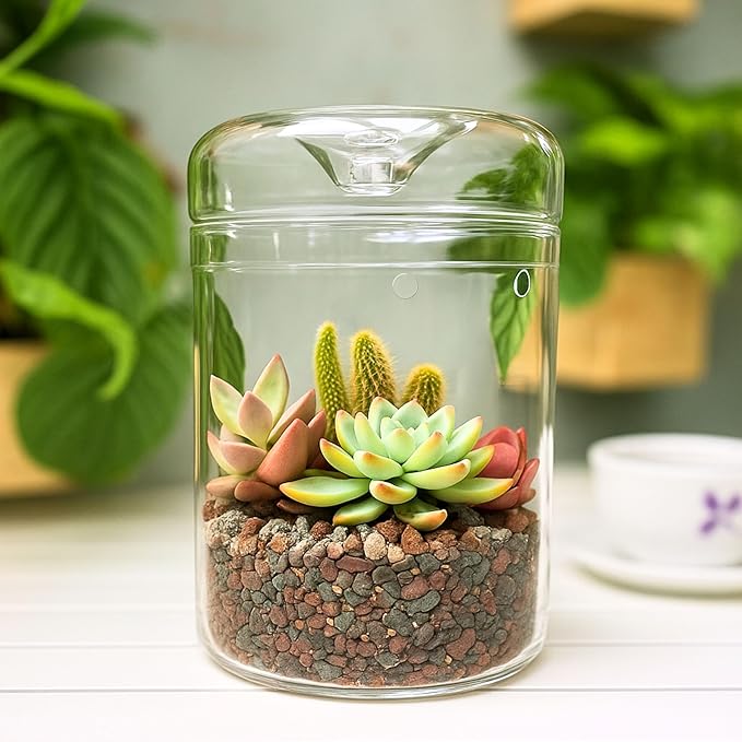 Versatile Glass Terrarium Jar with Lid for Succulents, Reptiles, and Fairy Gardens