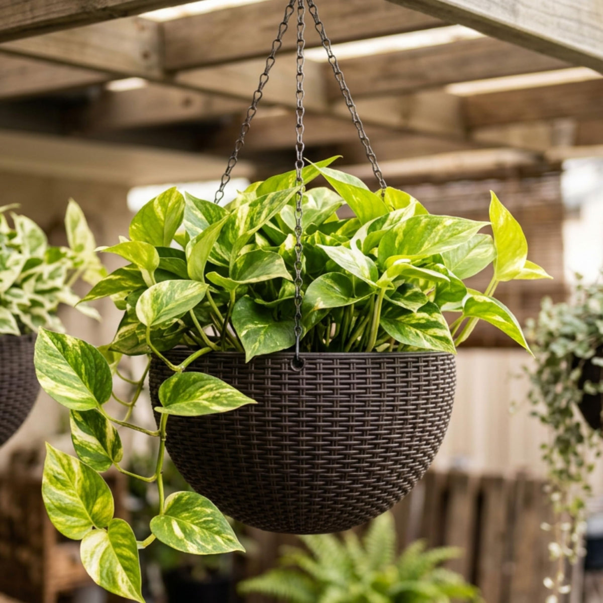 LaLaGreen Self-Watering Hanging Planters