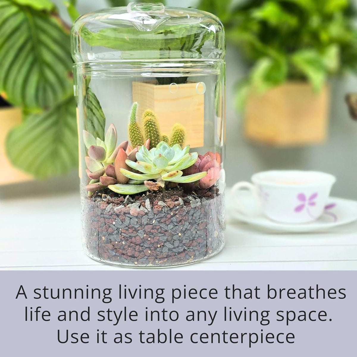 Versatile Glass Terrarium Jar with Lid for Succulents, Reptiles, and Fairy Gardens