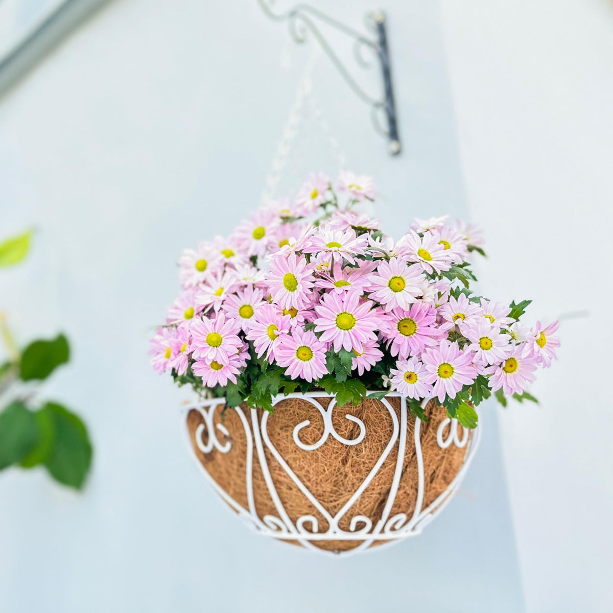LaLaGreen Metal Hanging Baskets (10 in, 2 Pack) White Coco Liner Plant Pots