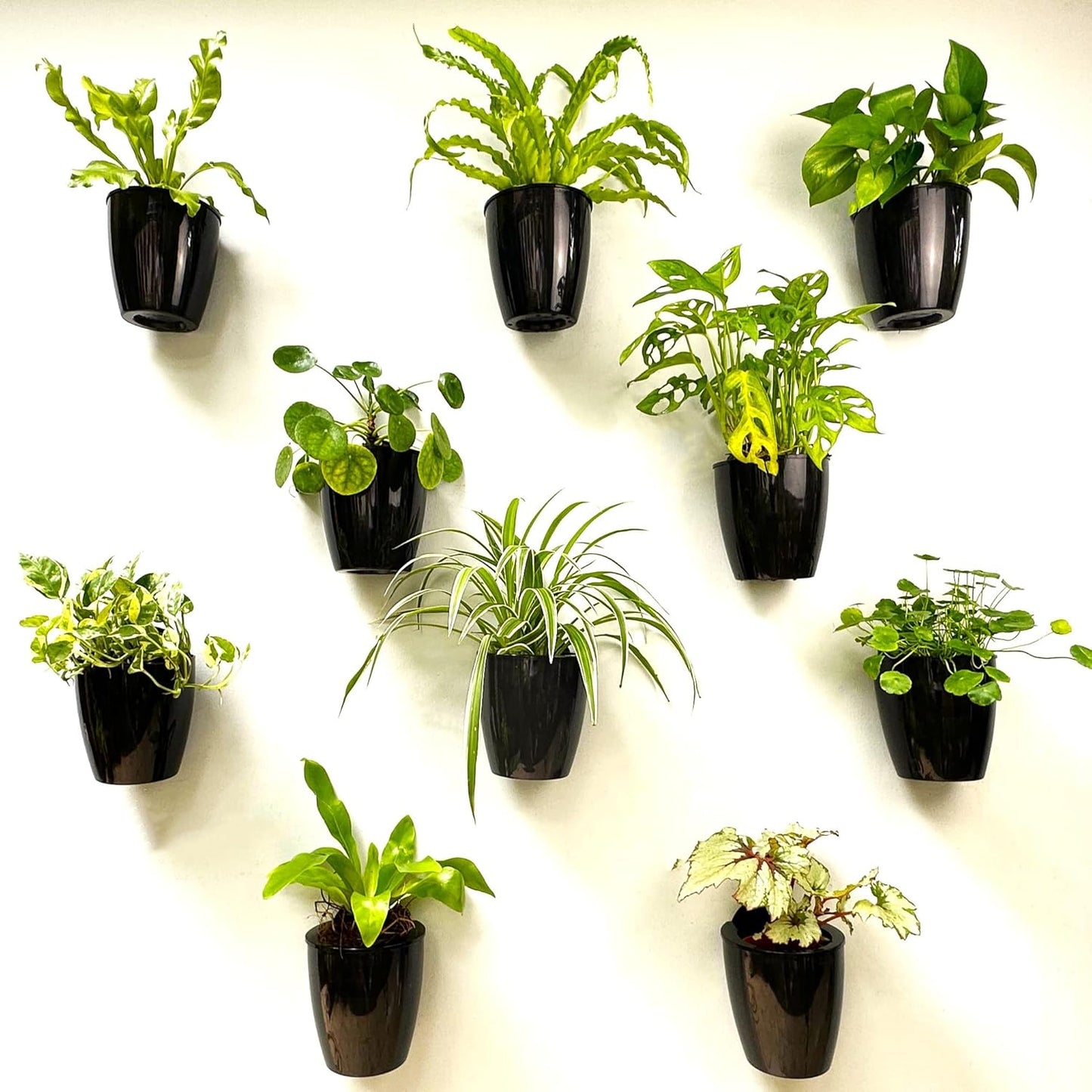 LaLaGreen Wall Planters for Indoor Plants - 10 Pack, 4 Inch Black Self Watering Pots Modern Indoor Hydroponic Vertical Live Garden Wall Mounted Hanging Plant Holder