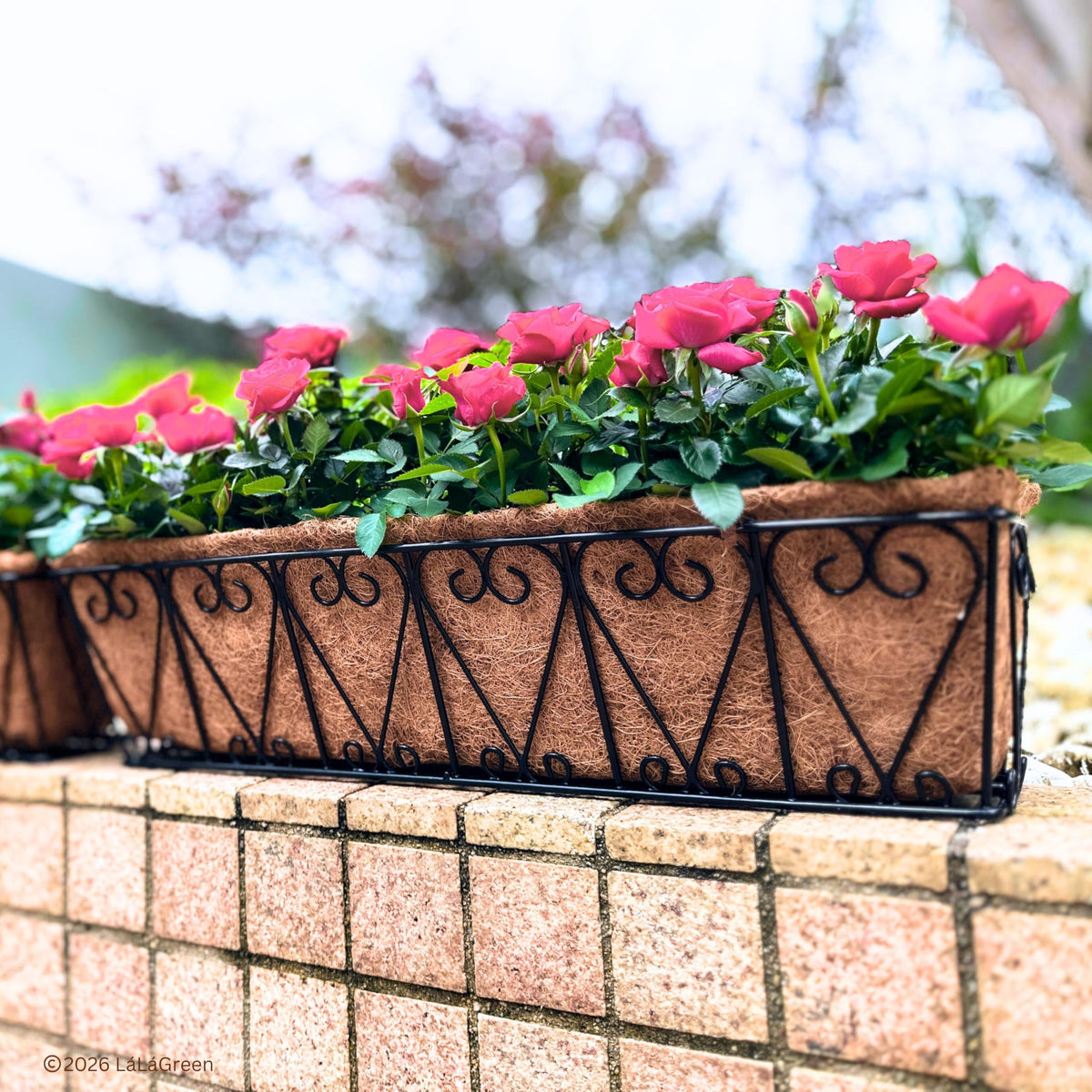 LaLaGreen Rectangular Coconut Coir Replacement Liners