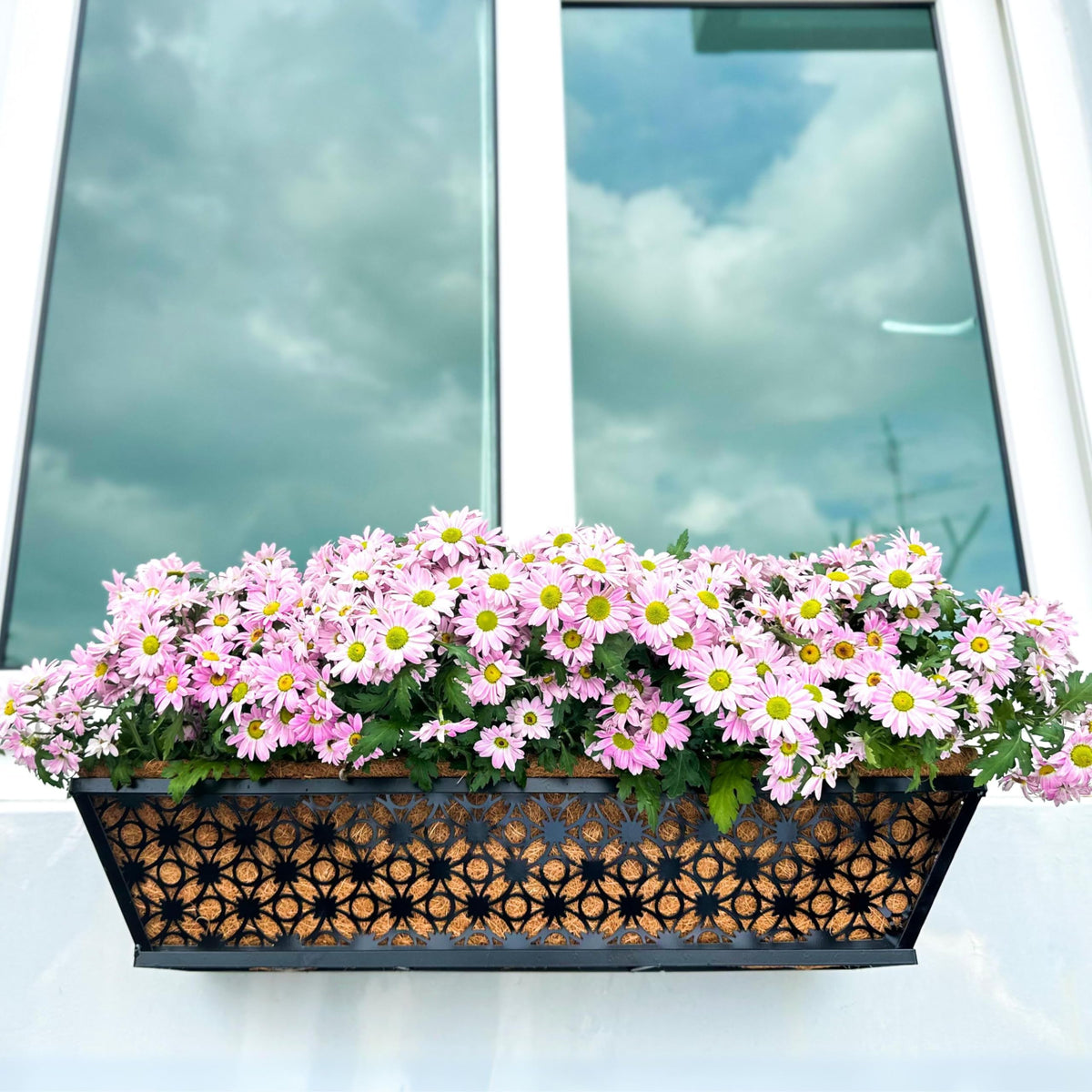 LaLaGreen Flower Wall Planter (12 in, 2 Pack) Black Metal Window Boxes