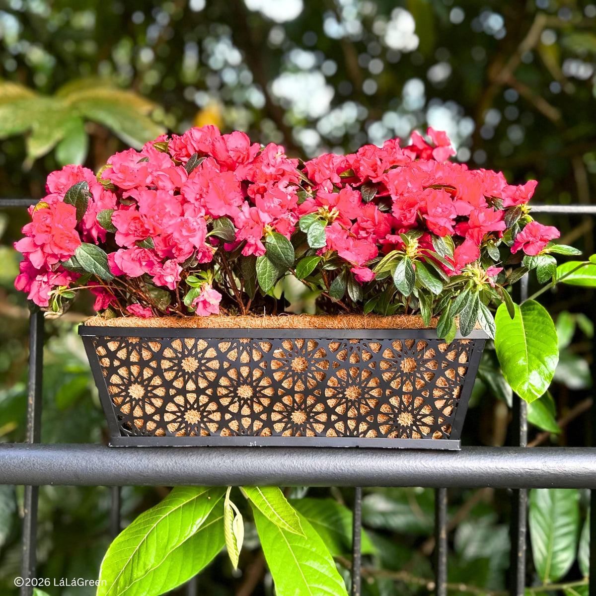 LaLaGreen Rectangular Coconut Coir Replacement Liners for Wall Planters