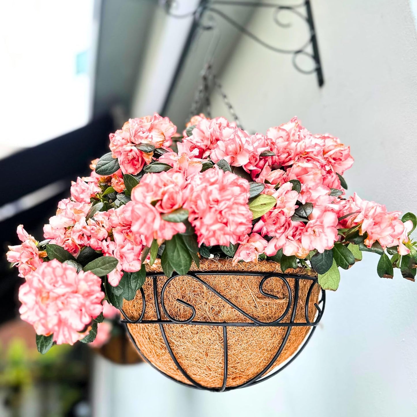 LaLaGreen Hanging Planter for Outdoor Plants (16 Inch, 6 Pack) Hanging Baskets with Coco Liner, Black Metal Wire Flower Basket Pots with Hook Hanger Balcony Porch Farmhouse Country Style Garden Decor