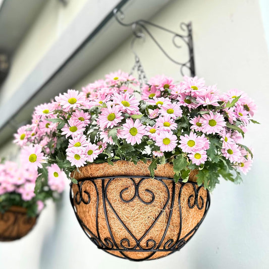 LaLaGreen Hanging Baskets for Plants (6 Pack, 16 Inch) Extra Large Hanging Flower Pot with Coco Liner Black Metal Wire Round Plants Holder with Hanger Hook Chain Outdoor Porch Patio Deck Balcony Decor