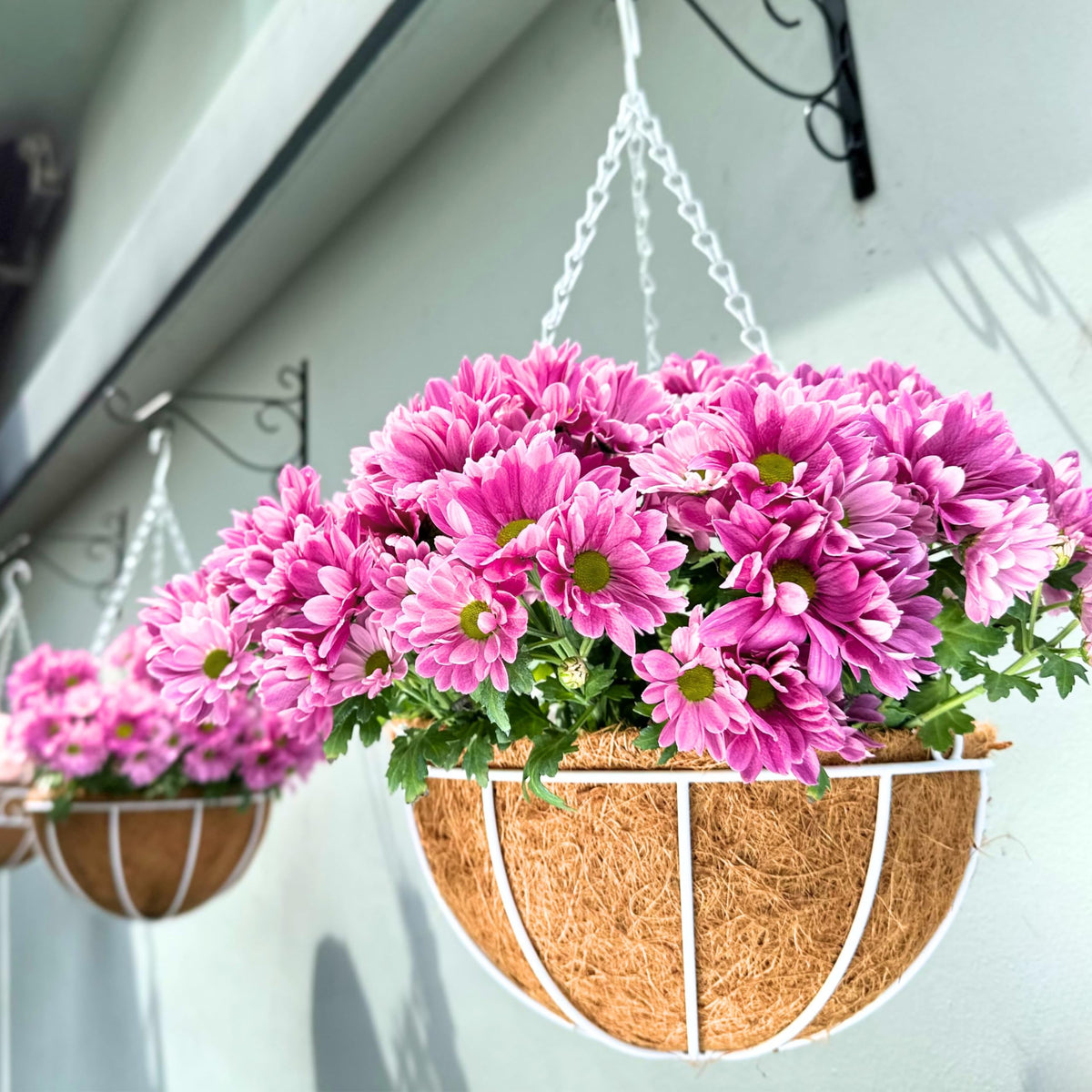LaLaGreen Coco Hanging Baskets (10 in, 2 Pack) White Metal Liner Planters
