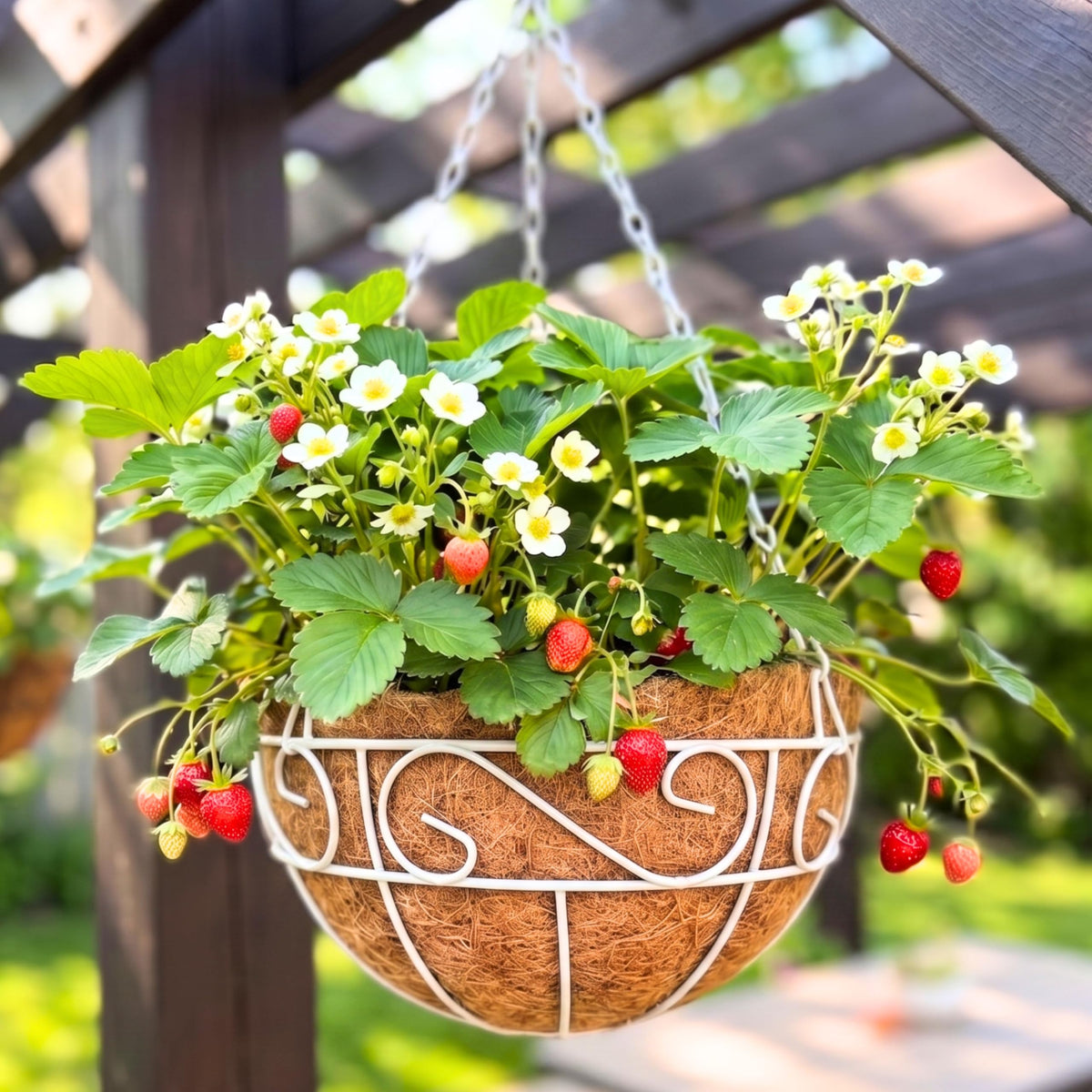 LaLaGreen Coco Hanging Planter (10 in, 2 Pack) White Metal Wire Flower Pots