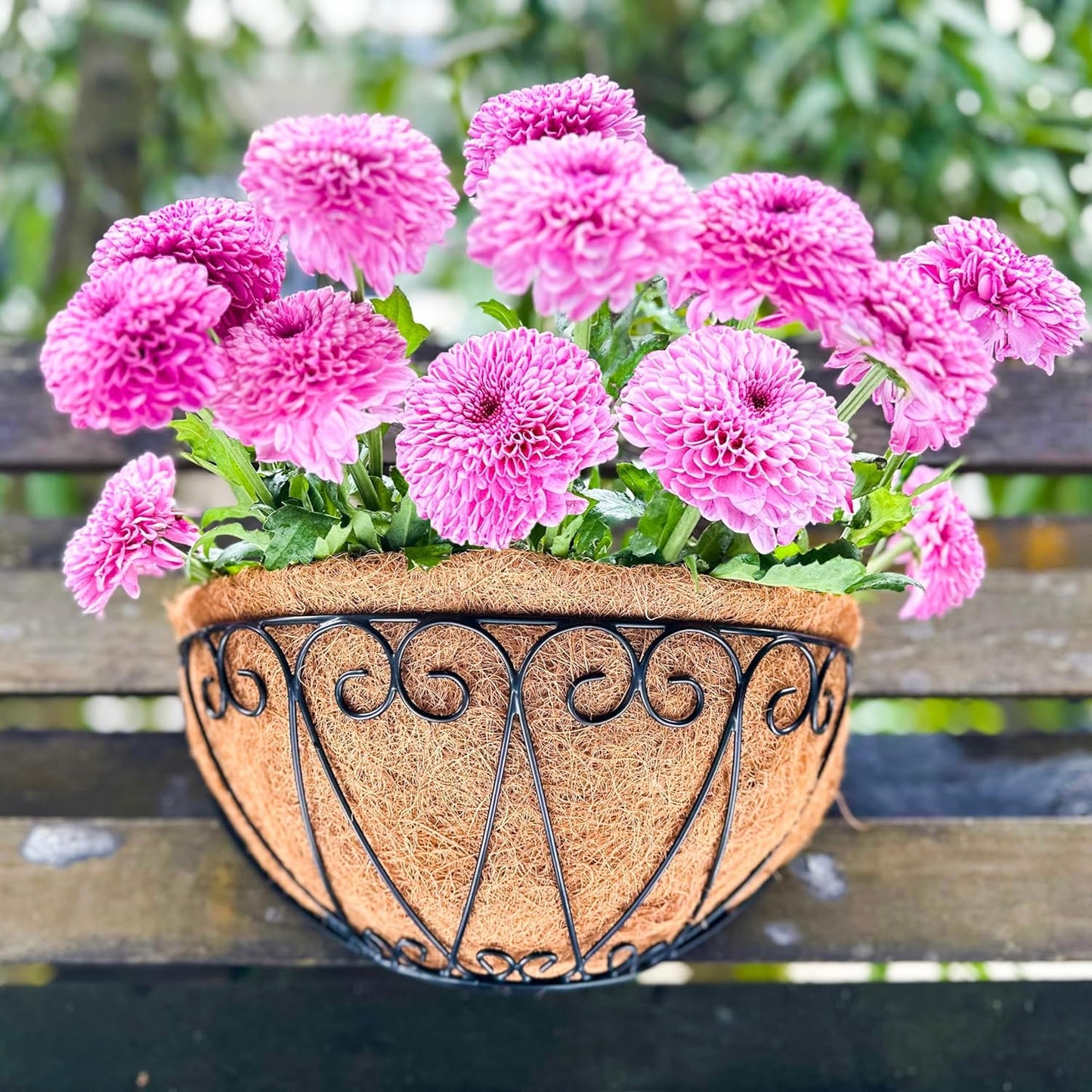 LaLaGreen Outdoor Wall Planters (2 Pack, 14 Inch) Black Metal Wall Mounted Hanging Basket with Coco Liner, Semi-Circle Flower Pot Plant Holder for Fence Railing Deck Porch Balcony French Garden Decor