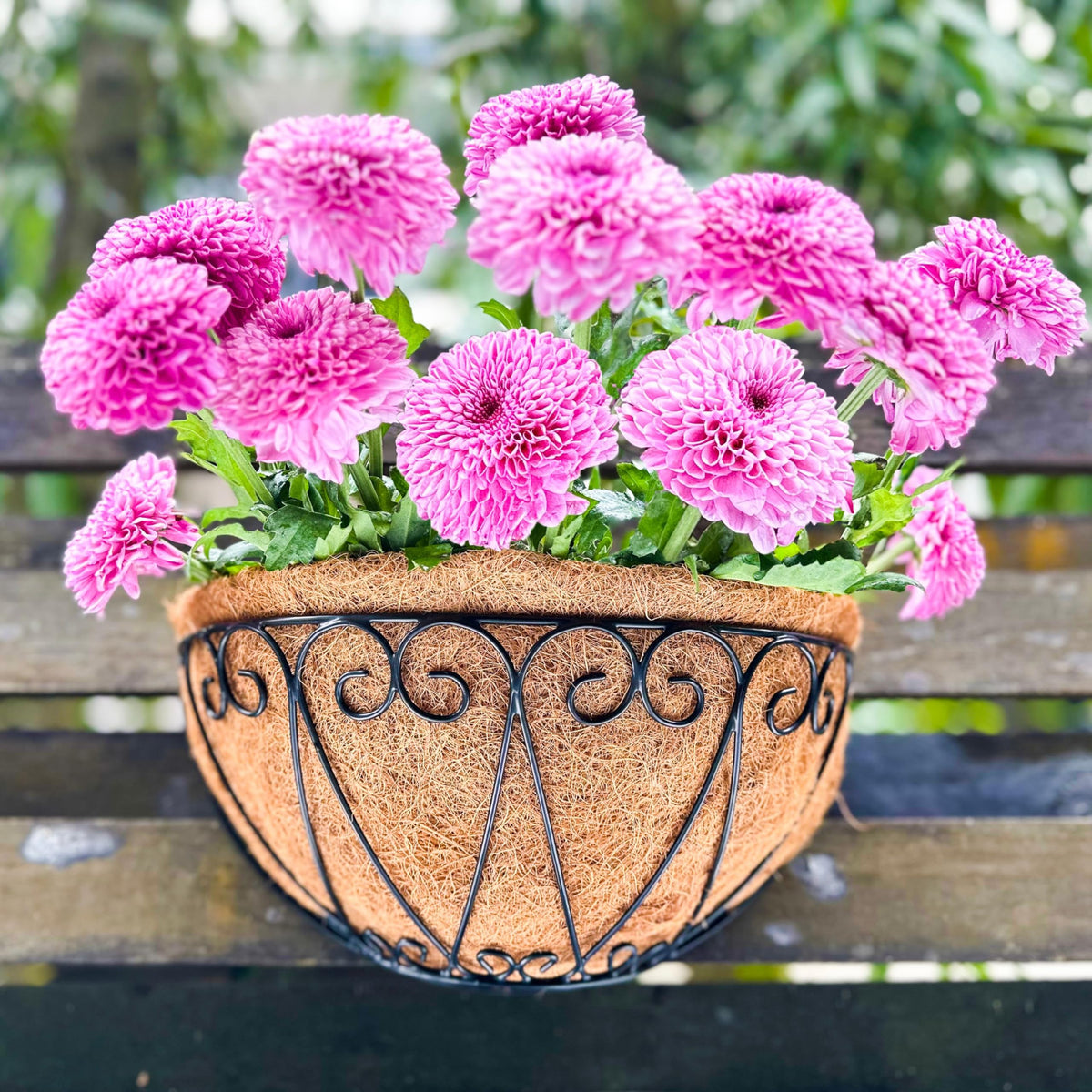 LaLaGreen Wall Planters for Plants (12 in, 2 Pack) Black Coco Liner Baskets