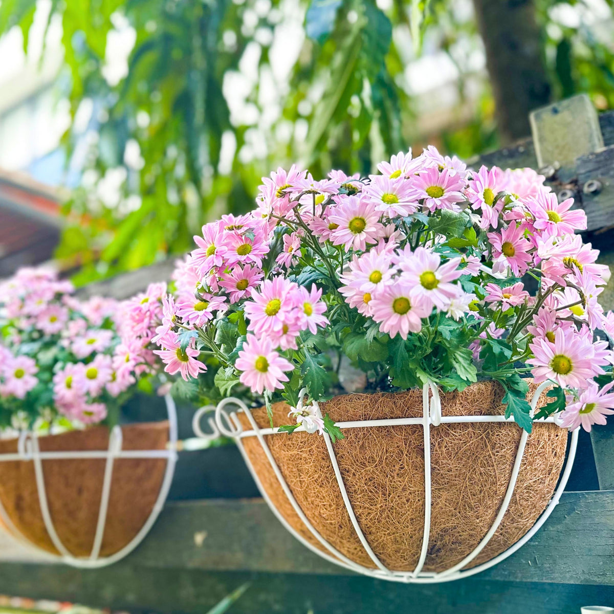 ShopLaLa Wall Hanging Planter (10 in, 2 Pack) White Coco Liner Flower Pots