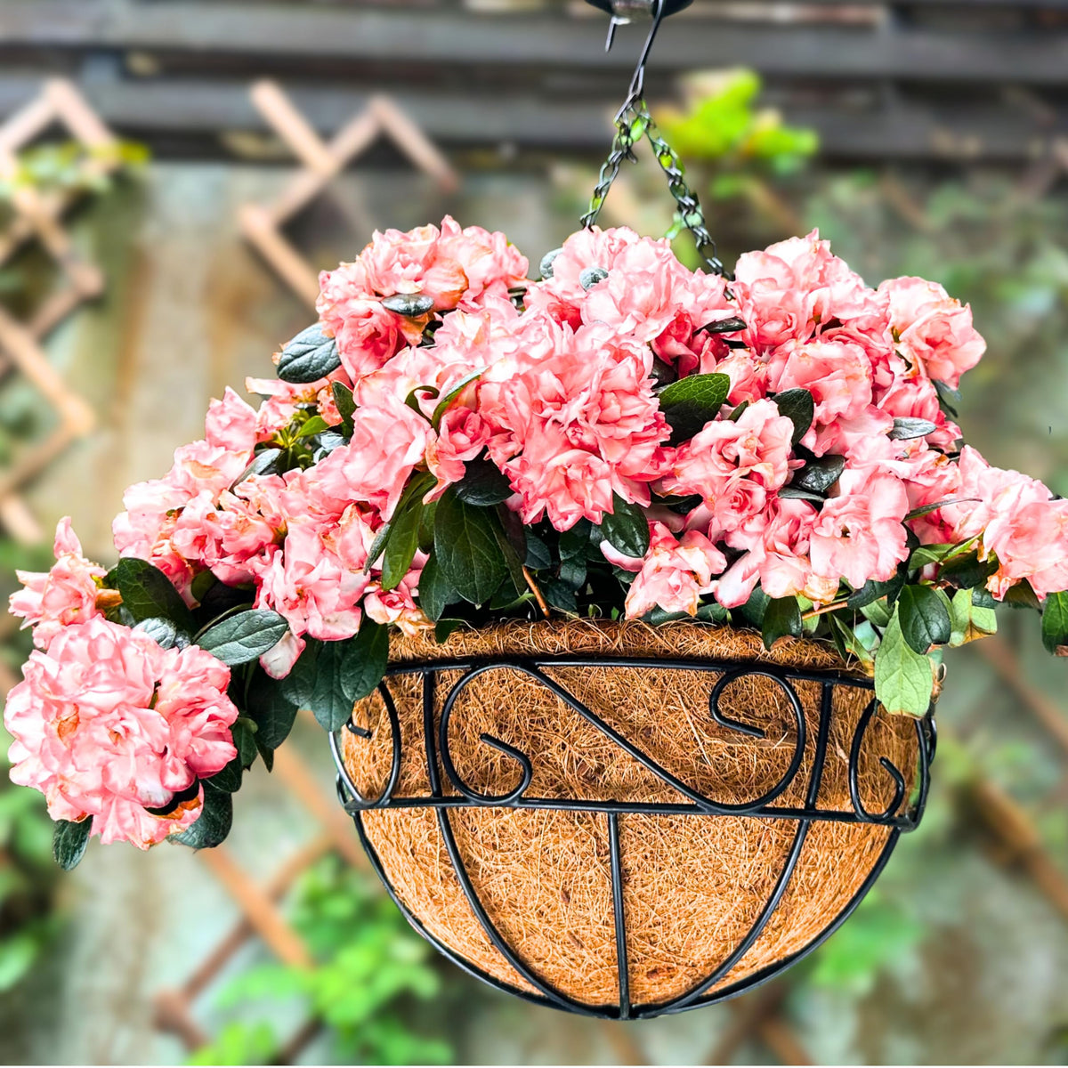 LaLaGreen Hanging Planter for Outdoor Plants (10 in, 2 Pack) Black Metal