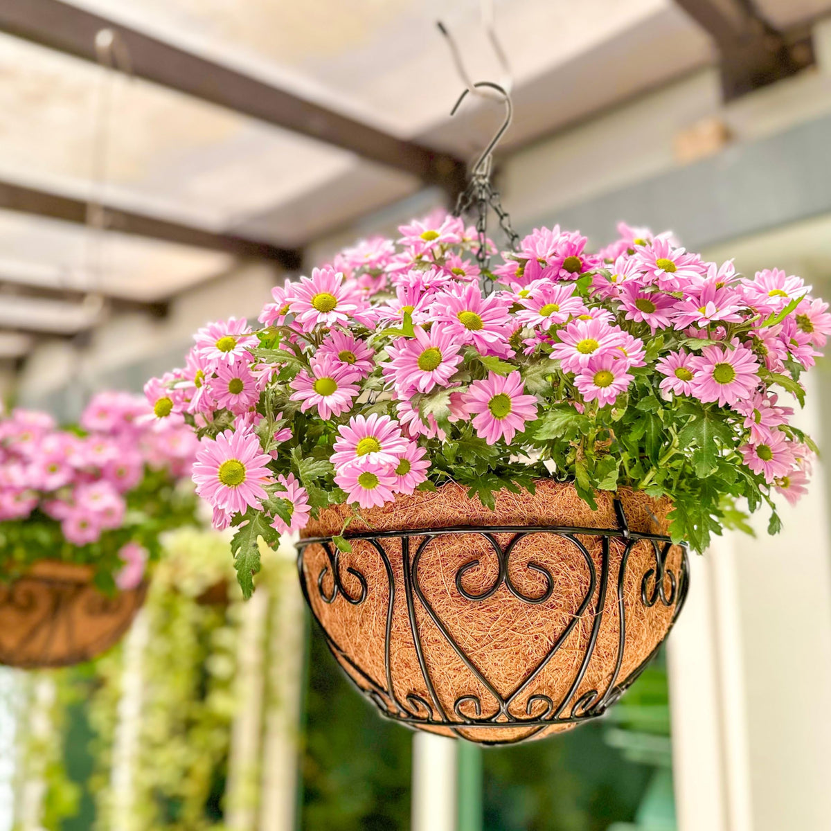 LaLaGreen Coco Hanging Baskets (10 in, 2 Pack) Black Metal Wire Flower Pots