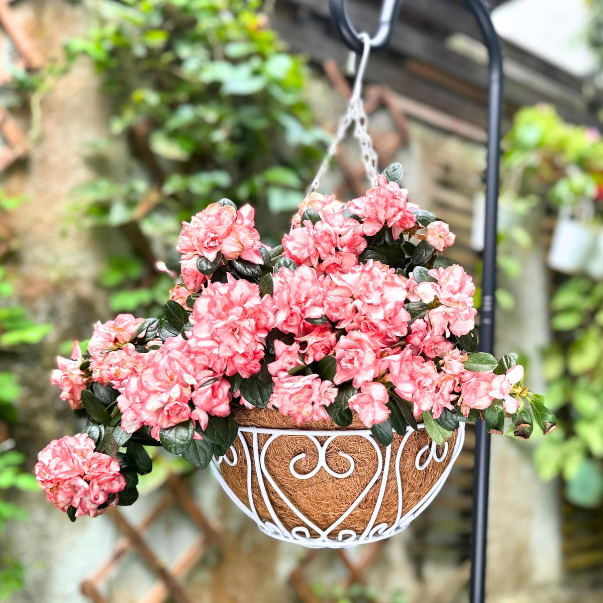 LaLaGreen Metal Hanging Baskets (10 in, 2 Pack) White Coco Liner Plant Pots