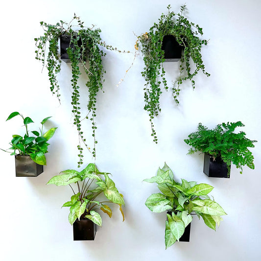 LaLaGreen Square Metal Wall Planters — 4 in