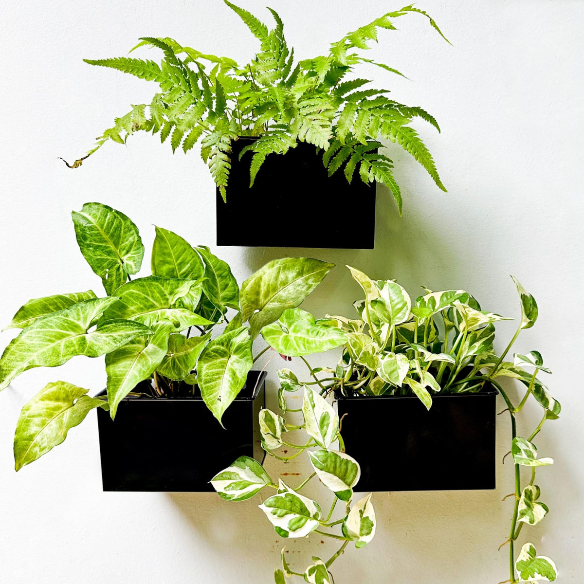 LaLaGreen Metal Wall-Mount Planter Pots