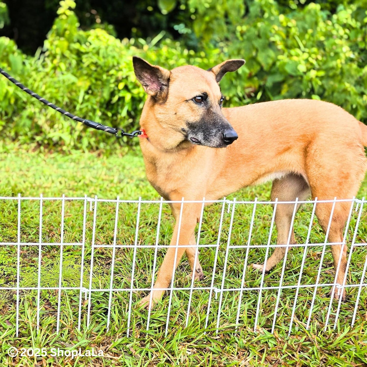 ShopLaLa Garden Fence (10 Panels) 12in(L) x 16.5in(H) Rustproof Metal Wire Animal Barrier Fence Flower Edging for Landscape Patio Outdoor Decor, Small Dog Fences for the Back Yard No Dig White D-L16.5